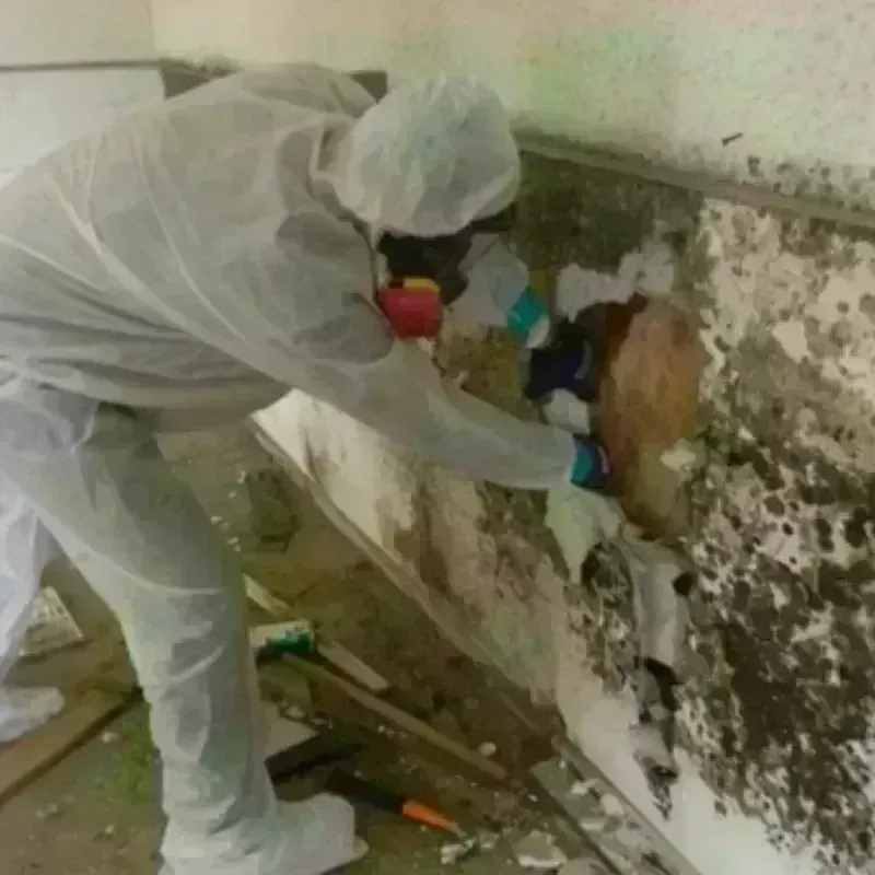 Mold Remediation and Removal in Utica, SC